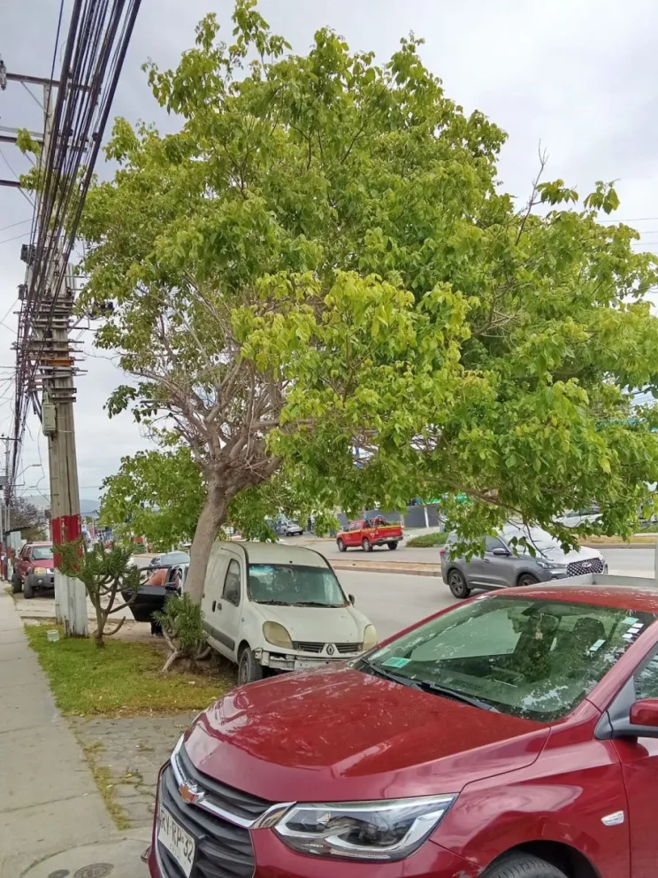vecinos-alertan-por-arbol-en-riesgo-de-caer-en-calle-balmaceda-de-la-serena
