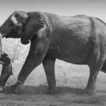 o-que-as-imagens-de-uma-elefanta-carregando-um-filhote-morto-revelam-sobre-o-luto-dos-animais