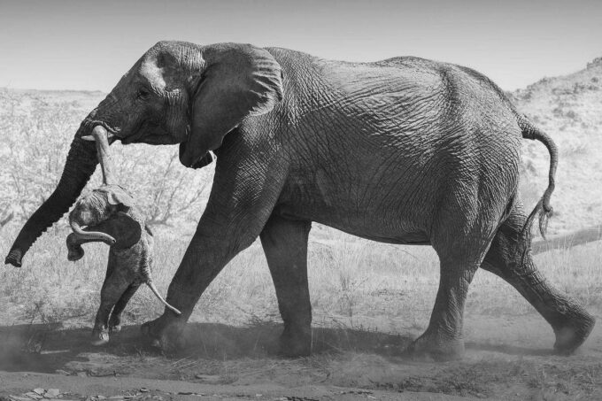 o-que-as-imagens-de-uma-elefanta-carregando-um-filhote-morto-revelam-sobre-o-luto-dos-animais
