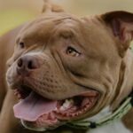 academia-nacional-de-medicina-sugirio-frenar-la-crianza-y-reproduccion-del-pitbull-y-otras-razas-de-perros
