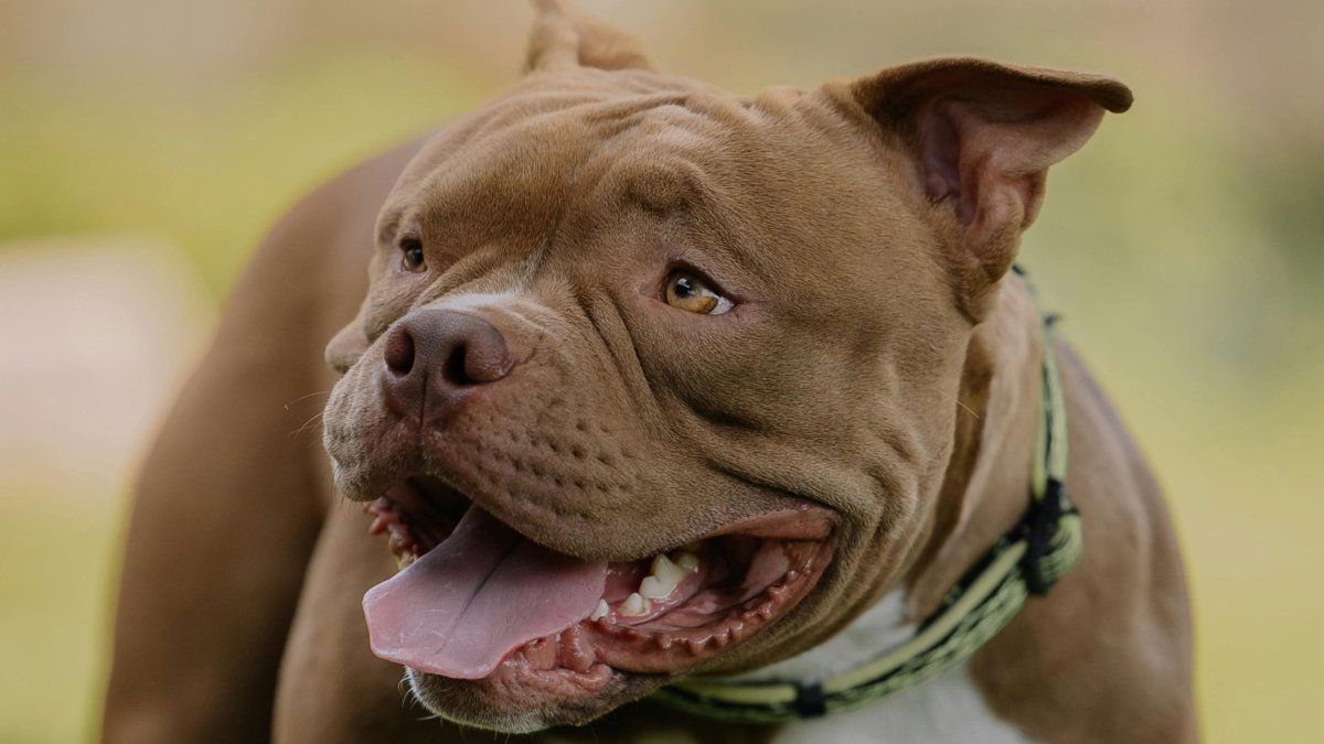 academia-nacional-de-medicina-sugirio-frenar-la-crianza-y-reproduccion-del-pitbull-y-otras-razas-de-perros