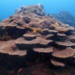 asi-protegera-cartagena-a-sus-corales-de-varadero,-el-secreto-mejor-guardado-de-la-ciencia-en-el-caribe