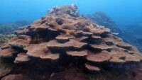 asi-protegera-cartagena-a-sus-corales-de-varadero,-el-secreto-mejor-guardado-de-la-ciencia-en-el-caribe