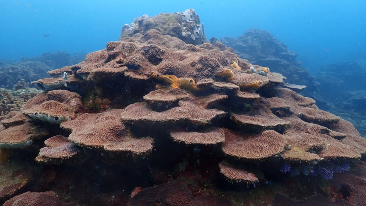 asi-protegera-cartagena-a-sus-corales-de-varadero,-el-secreto-mejor-guardado-de-la-ciencia-en-el-caribe
