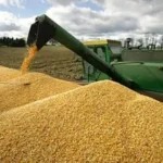 estiman-producir-700.000-toneladas-de-soya-en-siembra-de-invierno