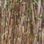 caneros-estiman-que-20%-de-la-cana-cultivada-quedara-en-campo
