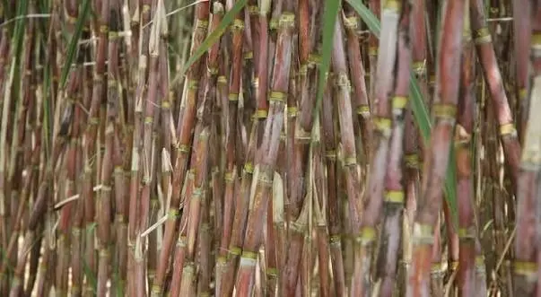 caneros-estiman-que-20%-de-la-cana-cultivada-quedara-en-campo