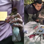 ¿como-saben-los-cientificos-si-un-ave-migratoria-regresa-al-mismo-bosque-de-guatemala?