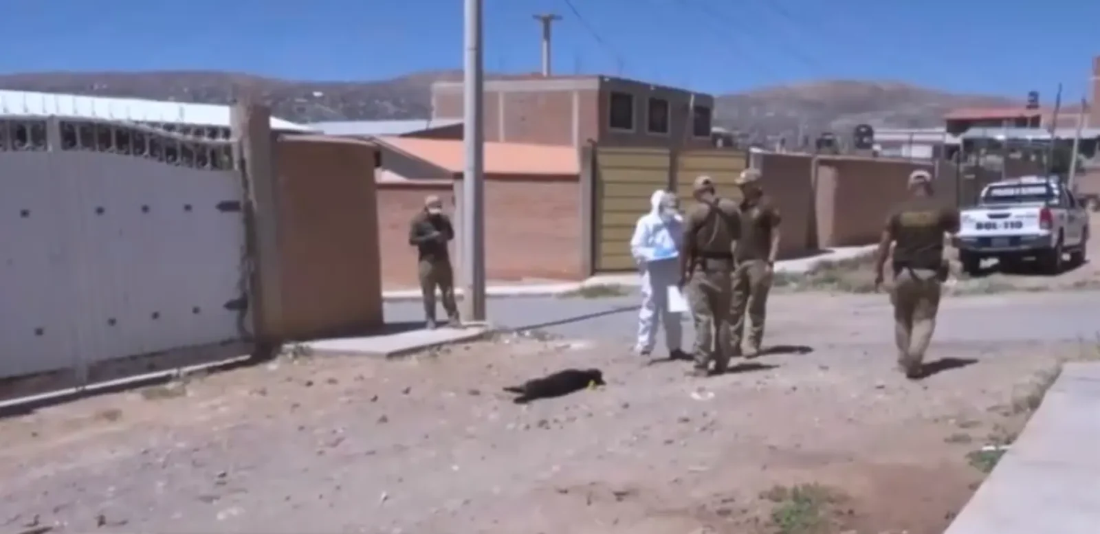 cochabamba:-investigan-la-muerte-de-cuatro-perros-en-un-barrio