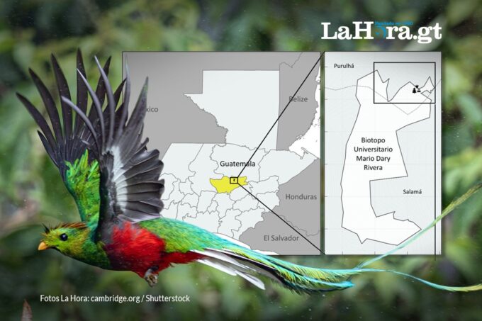 nuevo-estudio-sobre-la-actividad-sonora-del-quetzal-podria-ayudar-a-mejorar-la-conservacion-de-su-habitat