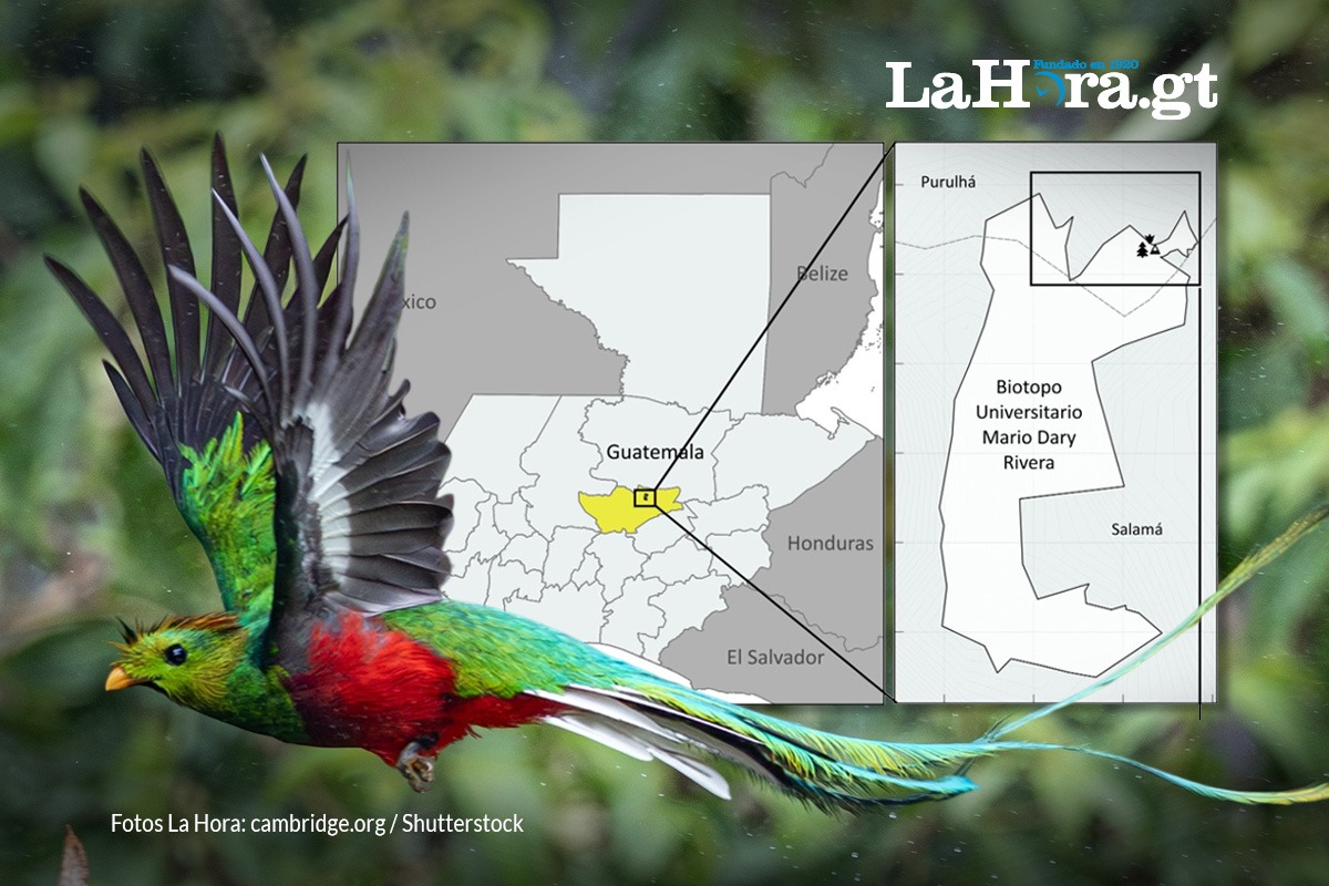nuevo-estudio-sobre-la-actividad-sonora-del-quetzal-podria-ayudar-a-mejorar-la-conservacion-de-su-habitat