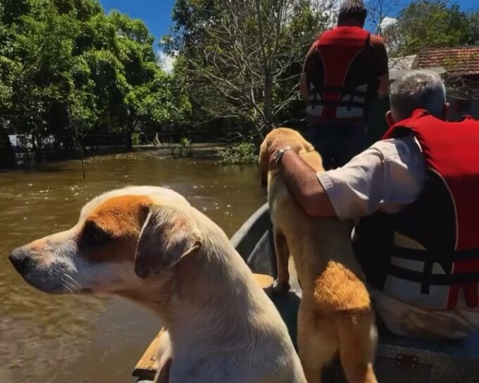 (video)-¡valechos-ya-salvaron-mas-de-mil-animalitos-de-las-inundaciones!