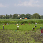 crise-global-do-acucar-afeta-producao-e-consumo-na-india