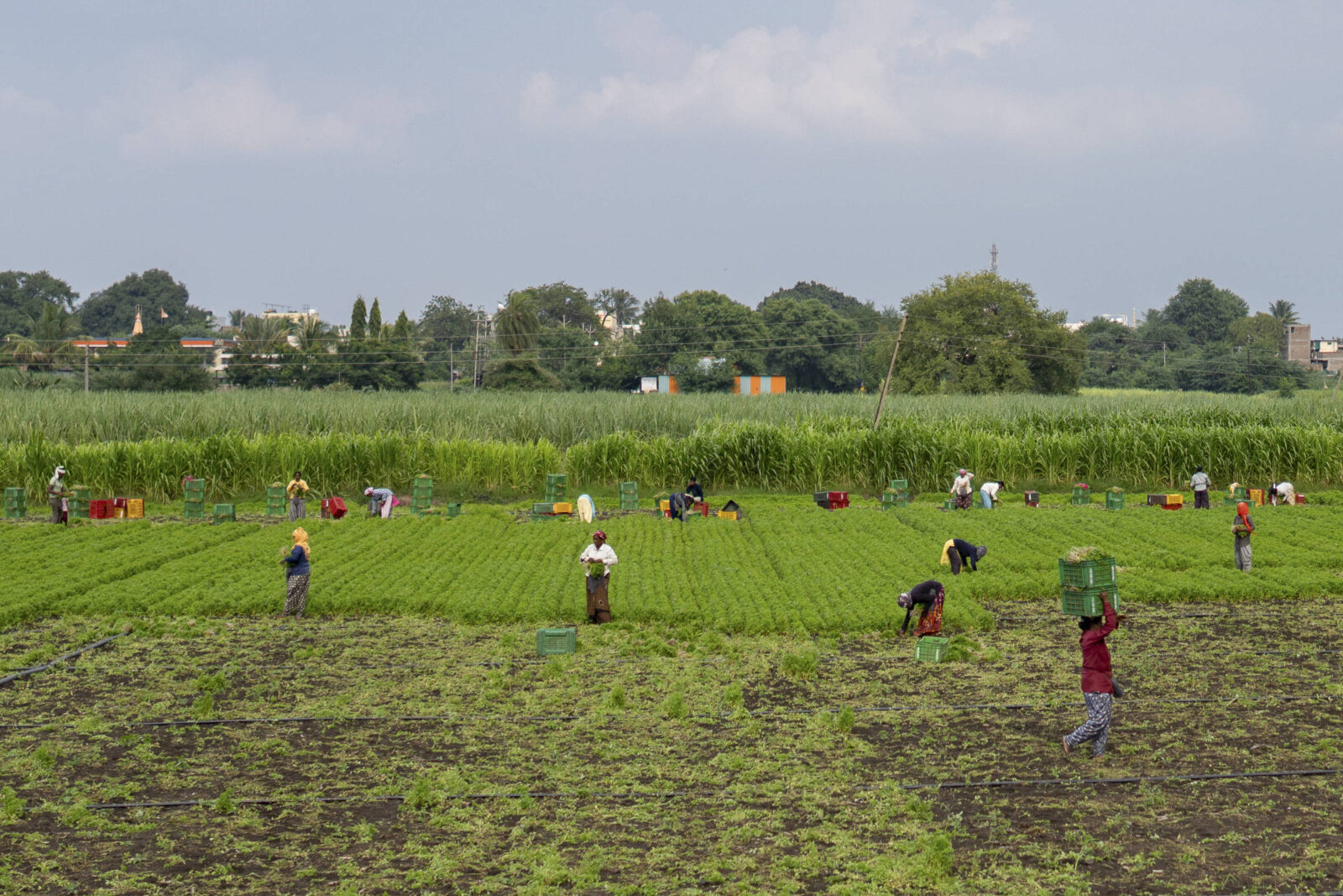 crise-global-do-acucar-afeta-producao-e-consumo-na-india