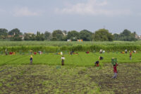crise-global-do-acucar-afeta-producao-e-consumo-na-india
