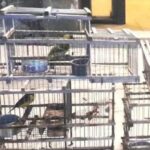 rescatan-decenas-de-aves-silvestres-del-trafico-y-la-venta-ilegal-en-catamarca