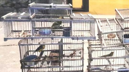 rescatan-decenas-de-aves-silvestres-del-trafico-y-la-venta-ilegal-en-catamarca
