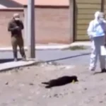 cochabamba:-hallan-a-4-perros-envenenados;-la-causa-podria-ser-un-robo