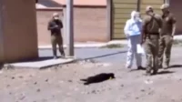 cochabamba:-hallan-a-4-perros-envenenados;-la-causa-podria-ser-un-robo