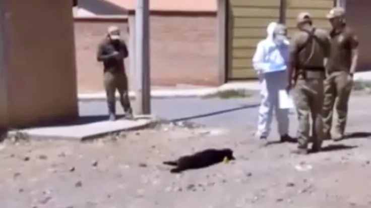 cochabamba:-hallan-a-4-perros-envenenados;-la-causa-podria-ser-un-robo