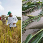 arroceros-del-llano-afectados-por-las-inundaciones-y-los-bajos-precios-del-grano-le-insisten-al-gobierno-nacional-en-busca-de-ayuda