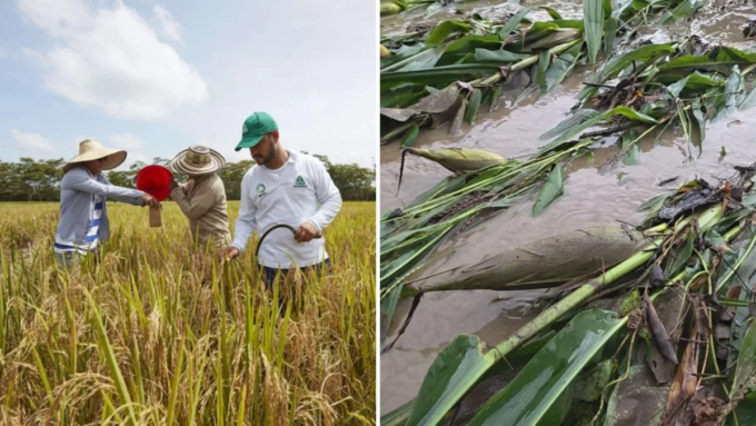 arroceros-del-llano-afectados-por-las-inundaciones-y-los-bajos-precios-del-grano-le-insisten-al-gobierno-nacional-en-busca-de-ayuda