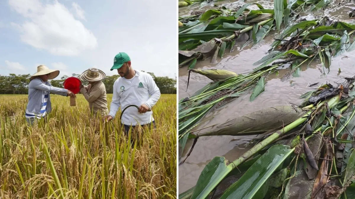 arroceros-del-llano-afectados-por-las-inundaciones-y-los-bajos-precios-del-grano-le-insisten-al-gobierno-nacional-en-busca-de-ayuda