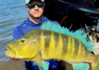 pescador-captura-tucunare-azul-de-68-cm-e-bate-recorde-em-minas-gerais