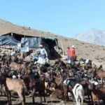 crianceros-del-limari-advierten-baja-produccion-de-queso-pese-a-recuperacion-de-praderas