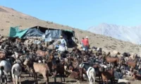 crianceros-del-limari-advierten-baja-produccion-de-queso-pese-a-recuperacion-de-praderas