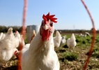 mexico-suspende-importacao-de-frango-do-brasil-apos-surto-de-doenca-aviaria