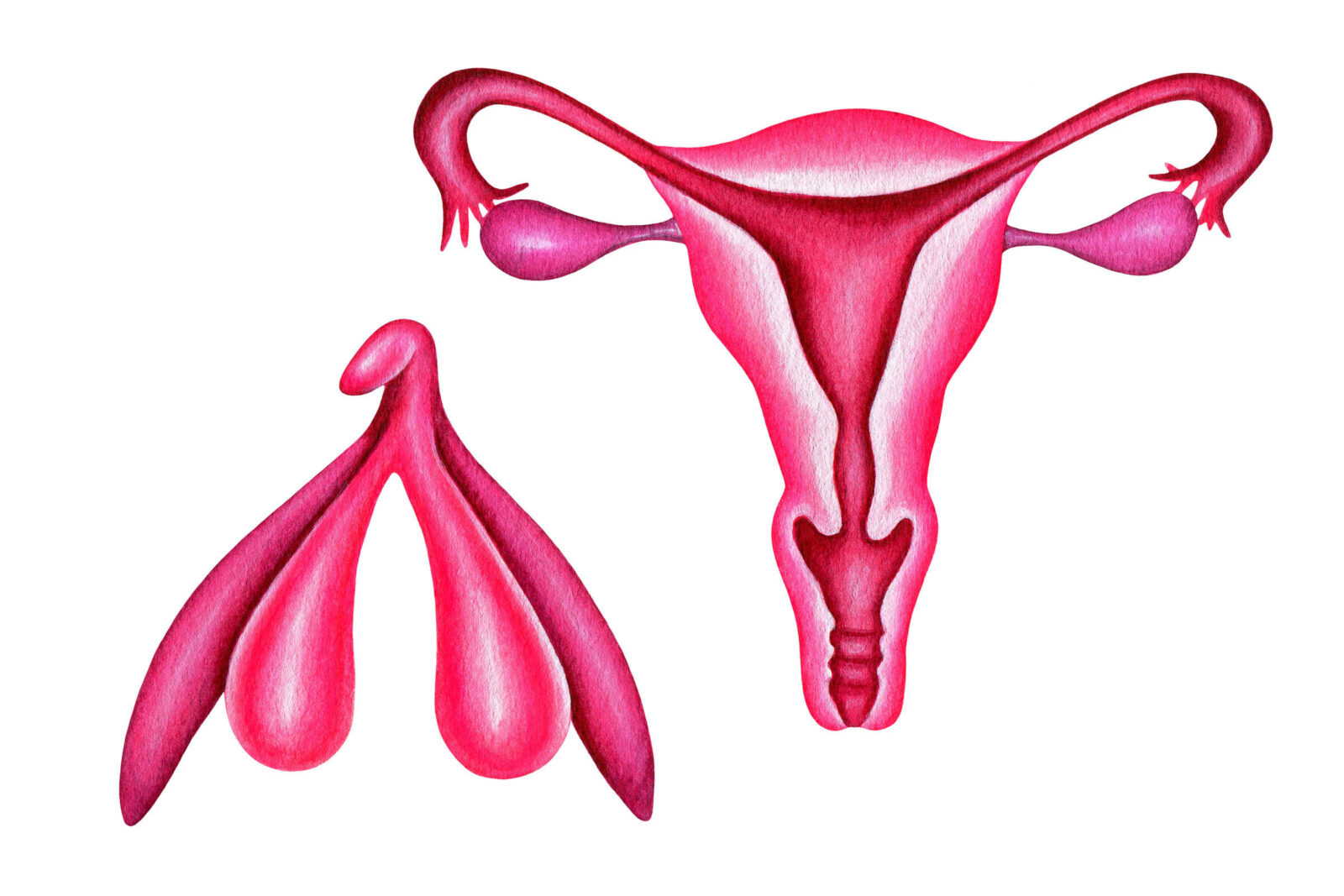 pela-primeira-vez,-cirurgia-reconstroi-clitoris-apos-cancer-de-vulva