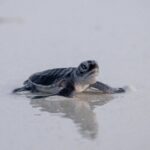 tartarugas-verdes-dao-esperanca-em-meio-a-perda-de-biodiversidade