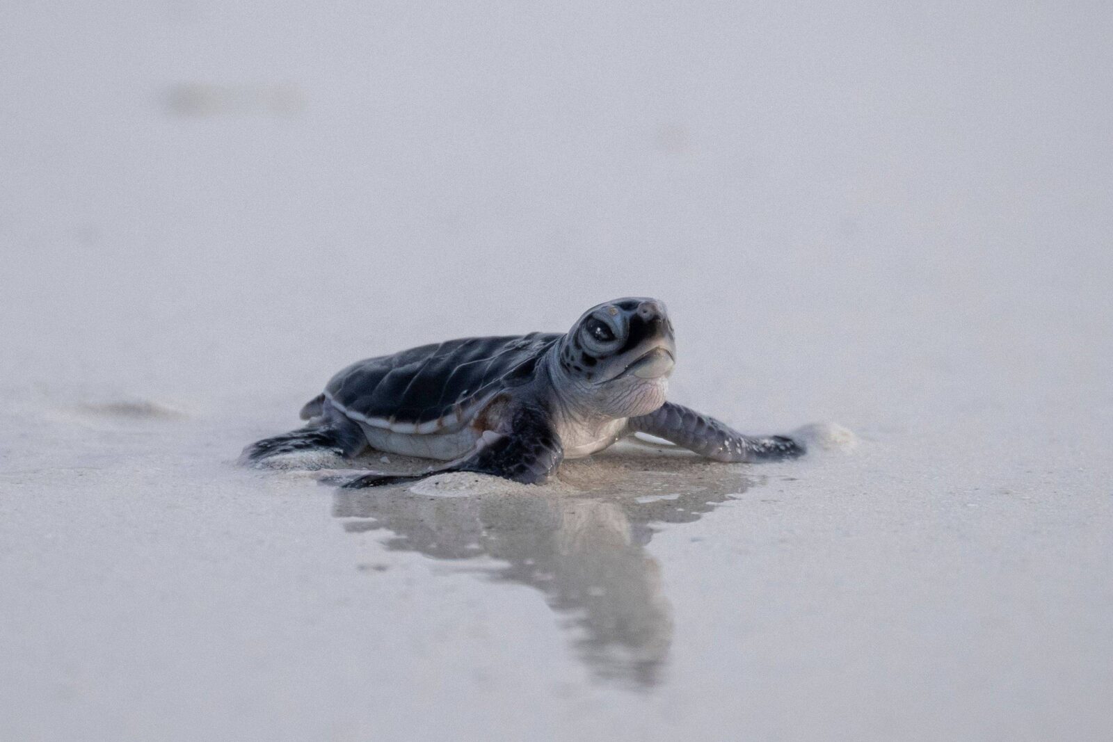 tartarugas-verdes-dao-esperanca-em-meio-a-perda-de-biodiversidade