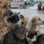 asi-rescataron-a-decenas-de-perros-y-gatos-atrapados-en-techos-y-arboles-por-el-super-nino