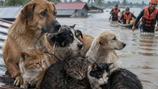 asi-rescataron-a-decenas-de-perros-y-gatos-atrapados-en-techos-y-arboles-por-el-super-nino
