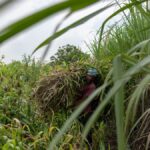 “este-cultivo-se-ha-perdido”:-el-nino-provoca-una-crisis-mundial-del-azucar