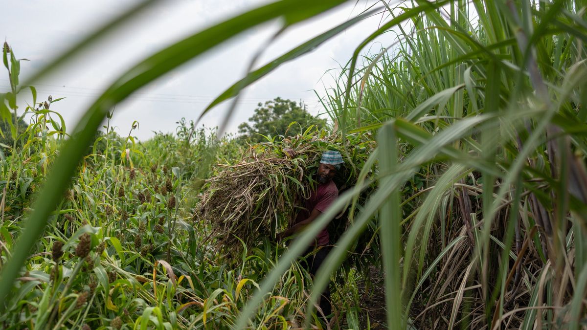 “este-cultivo-se-ha-perdido”:-el-nino-provoca-una-crisis-mundial-del-azucar