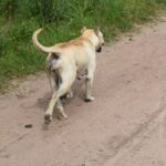 detalles-del-plan-para-bajar-la-poblacion-de-perros-en-el-campo-y-las-ciudades-propuesto-por-federacion-rural