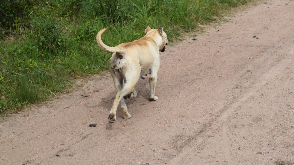detalles-del-plan-para-bajar-la-poblacion-de-perros-en-el-campo-y-las-ciudades-propuesto-por-federacion-rural