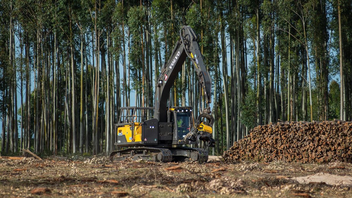 juan-lacaze,-esta-semana-y-durante-cuatro-dias,-sede-de-la-gran-vidriera-del-uruguay-forestal