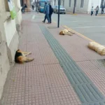 coquimbo-mantendra-meta-de-2-mil-esterilizaciones-anuales-pese-a-recortes