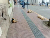 coquimbo-mantendra-meta-de-2-mil-esterilizaciones-anuales-pese-a-recortes