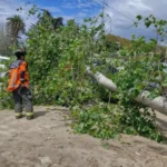 lluvias-y-caida-de-arboles:-como-activar-seguros-de-autos-y-viviendas