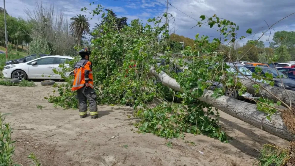 lluvias-y-caida-de-arboles:-como-activar-seguros-de-autos-y-viviendas