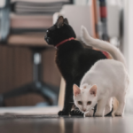 magia-negra-y-sacrificios-de-animales-en-uruguay:-que-hay-detras-de-los-rituales-que-se-multiplican-en-octubre-y-que-cuidados-hay-que-tener-con-gatos-y-perros