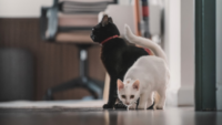 magia-negra-y-sacrificios-de-animales-en-uruguay:-que-hay-detras-de-los-rituales-que-se-multiplican-en-octubre-y-que-cuidados-hay-que-tener-con-gatos-y-perros