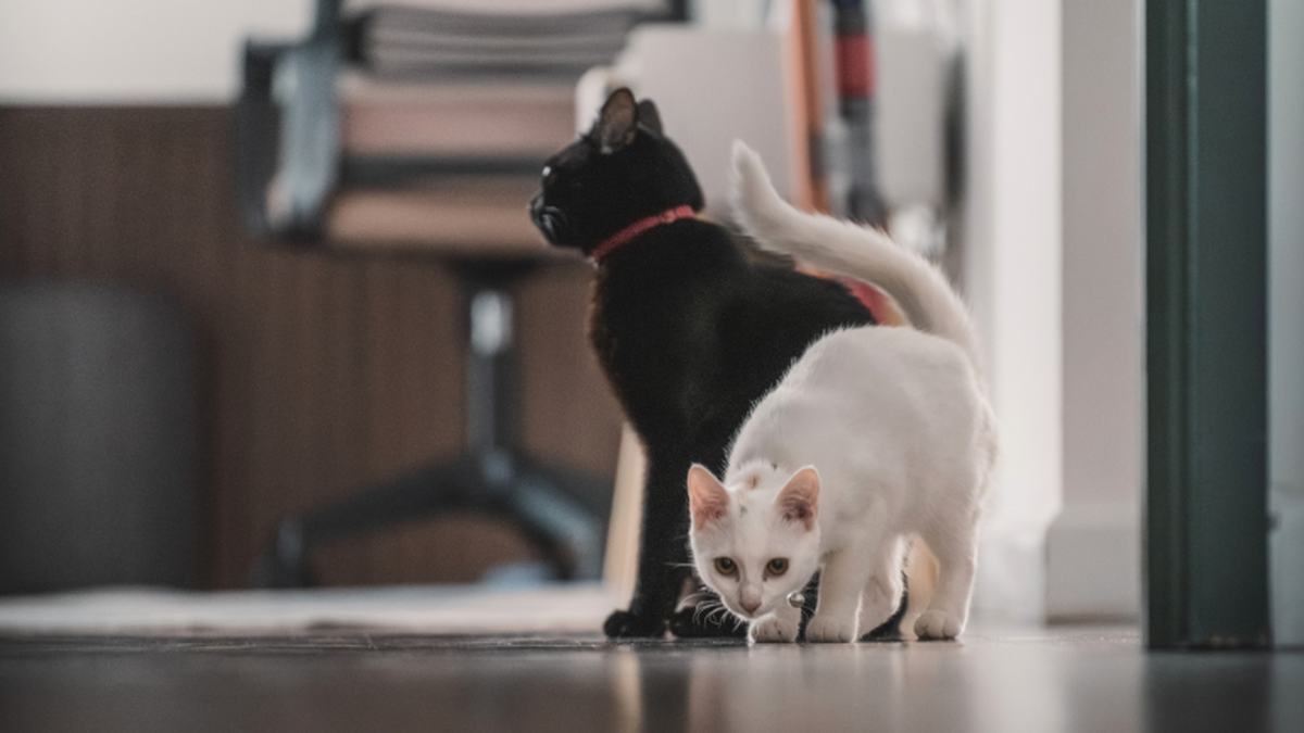 magia-negra-y-sacrificios-de-animales-en-uruguay:-que-hay-detras-de-los-rituales-que-se-multiplican-en-octubre-y-que-cuidados-hay-que-tener-con-gatos-y-perros