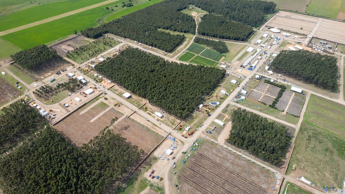 lo-que-el-sector-forestal-aporta-y-a-cuanto-puede-crecer-su-impacto-acelerando-las-plantaciones