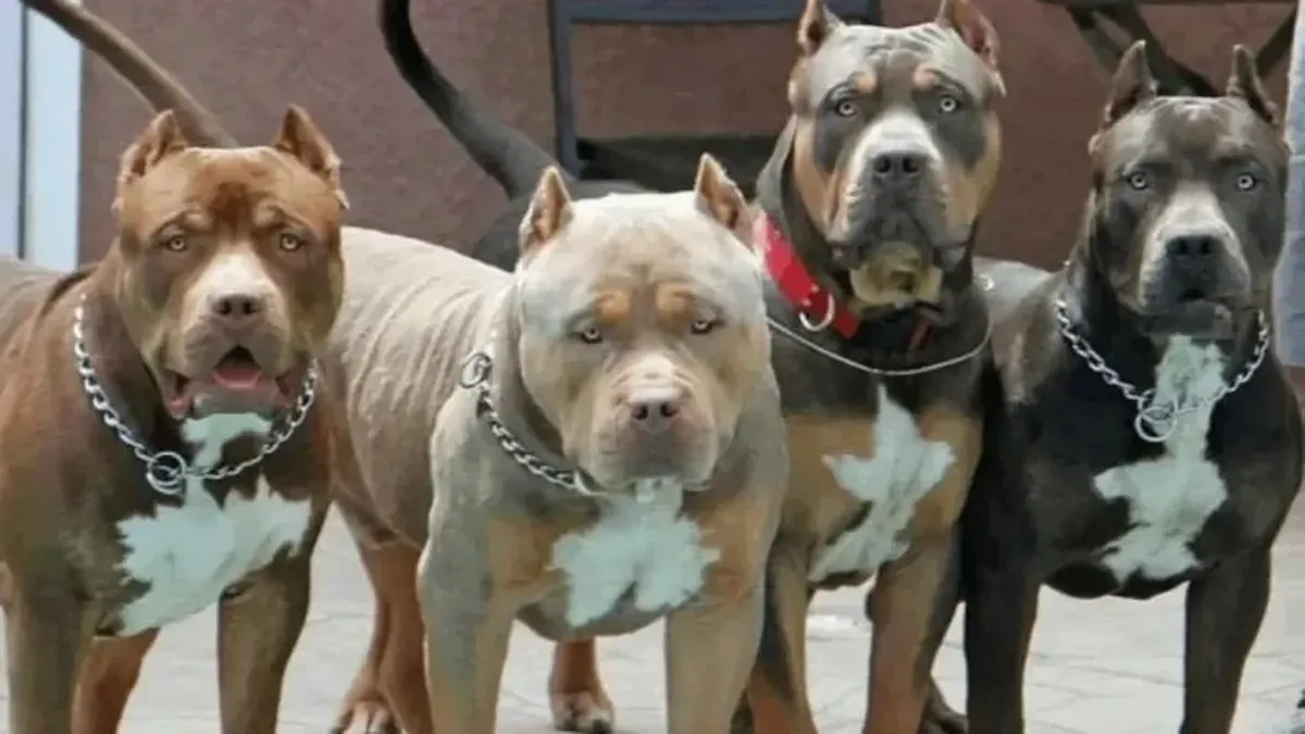 de-“perros-potencialmente-peligrosos”-a-“perros-de-especial-manejo”:-inba-rechaza-prohibir-razas-pese-a-reclamo-de-medicos